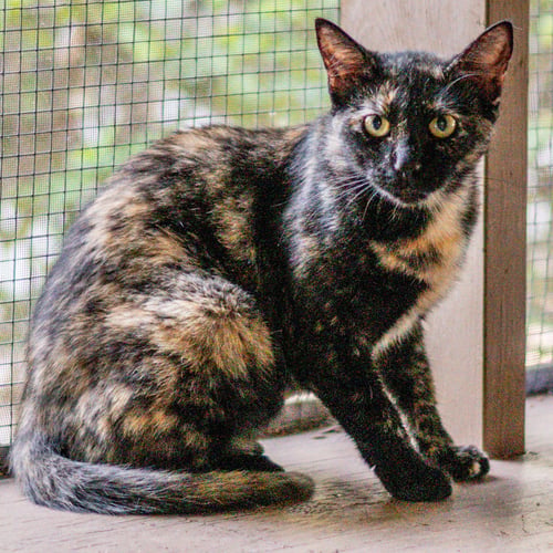 CHEERWINE - Domestic Short Hair for adoption in Savannah