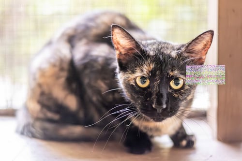 CHEERWINE - Domestic Short Hair available for adoption