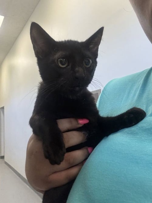CAULDRON - Domestic Short Hair available for adoption