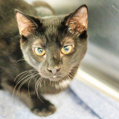 CAULDRON - Domestic Short Hair available for adoption