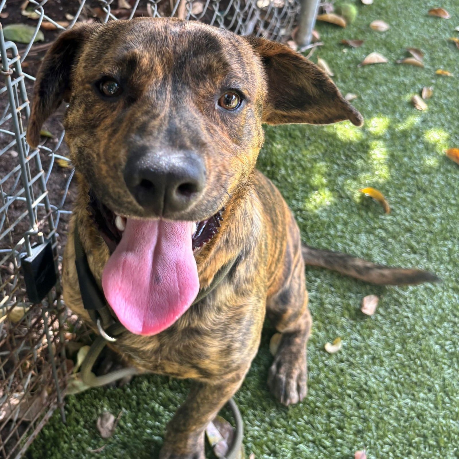 RAJA - Terrier available for adoption