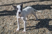 Bob - Photo 3