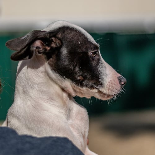 BOB - Terrier available for adoption