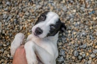 Bob - Photo 4