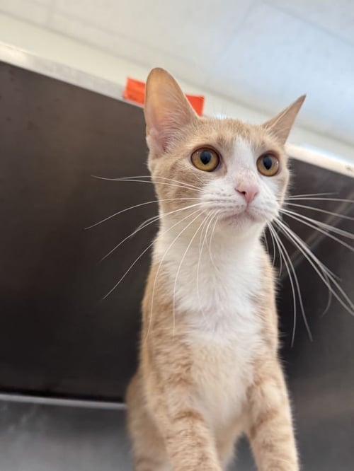KELSEY - Domestic Short Hair available for adoption