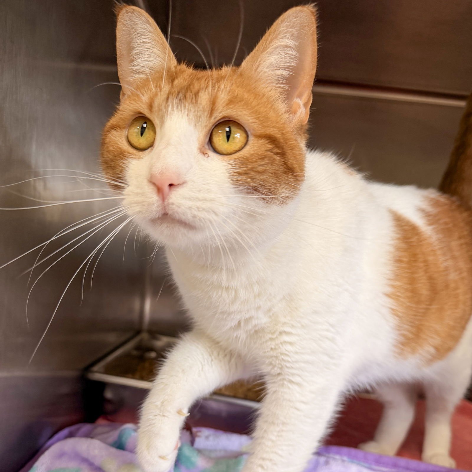 SUMMER - Domestic Short Hair available for adoption