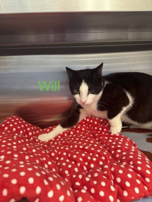 WILL - Domestic Short Hair available for adoption