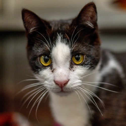 WILL - Domestic Short Hair for adoption in Savannah