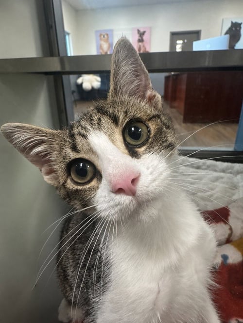 MIRASOL - Domestic Short Hair available for adoption