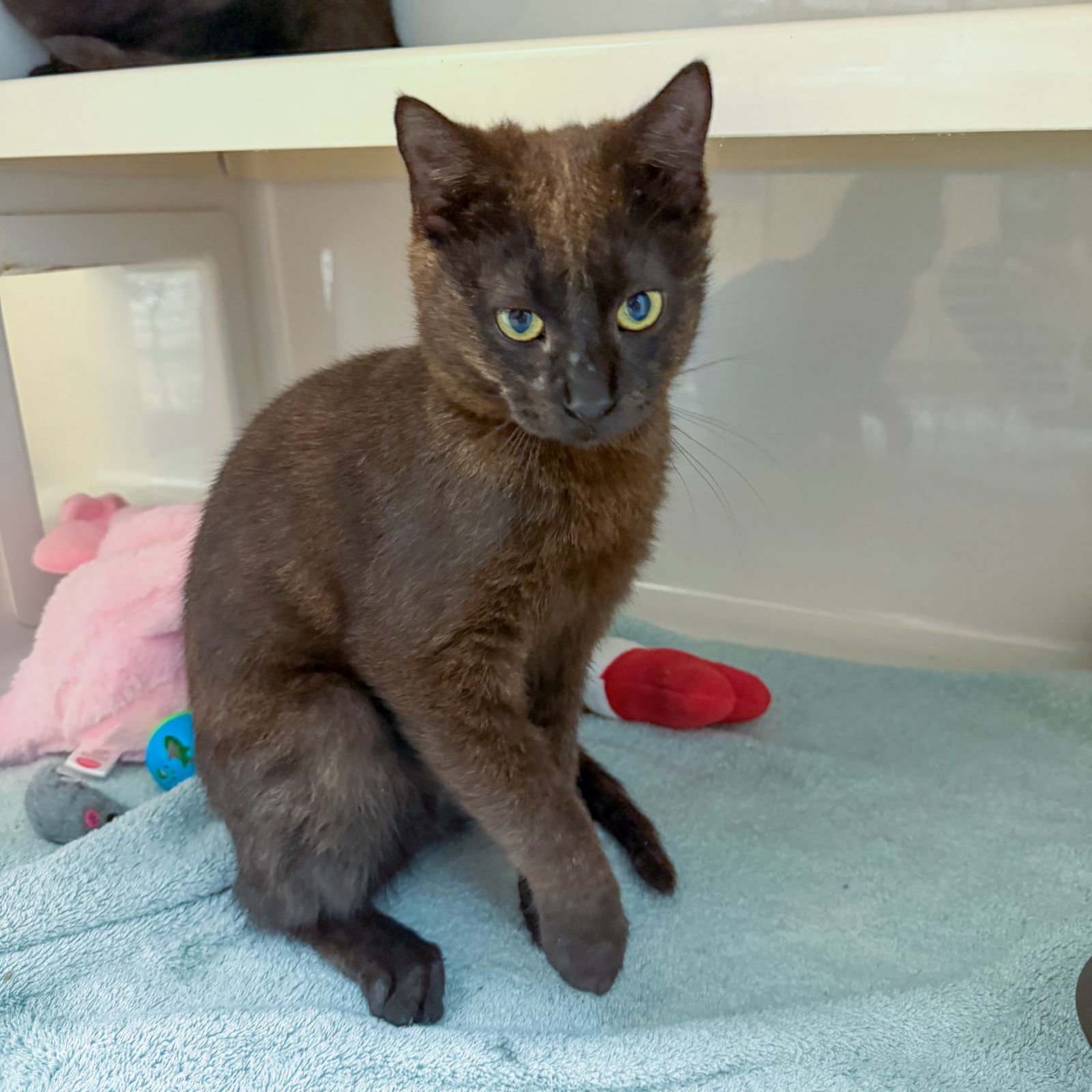 RENARD - Domestic Short Hair available for adoption