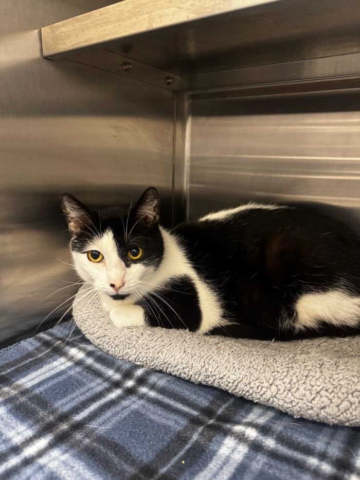 LOLITA - Domestic Short Hair available for adoption