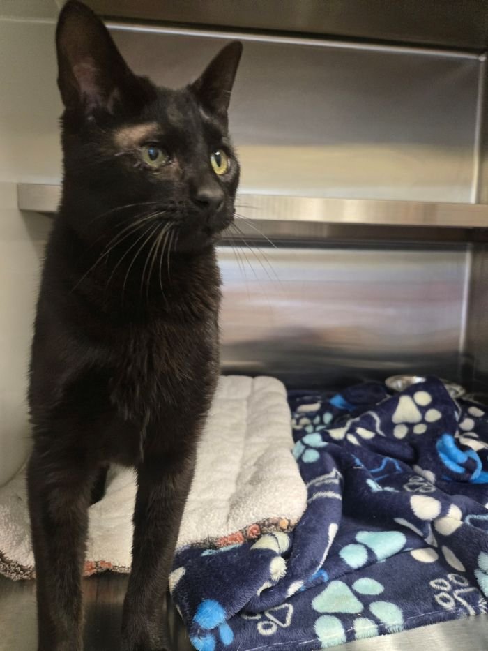 DON QUXIOTE - Domestic Short Hair available for adoption