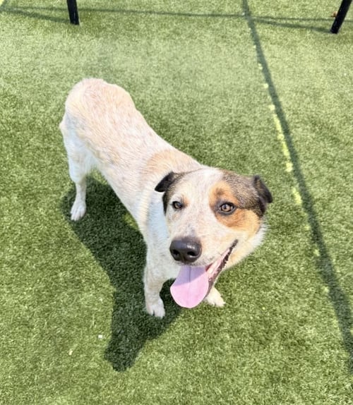 LEFTY - Bluetick Coonhound available for adoption