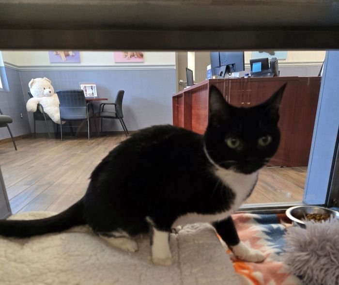 CARLY - Domestic Short Hair available for adoption