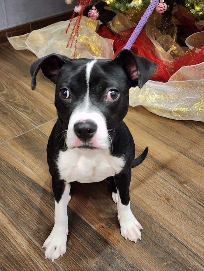 SHORTY - Terrier available for adoption