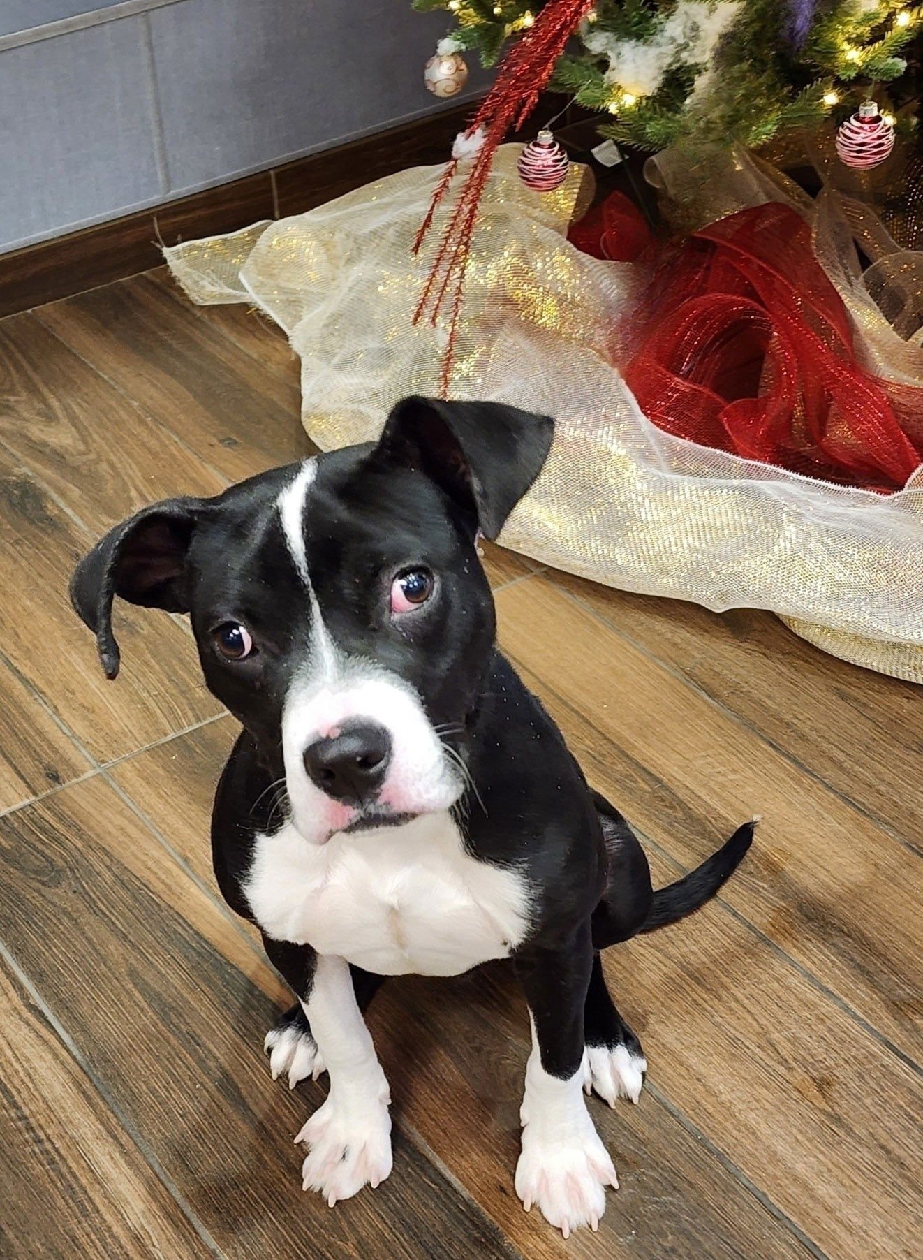 SHORTY - Terrier available for adoption