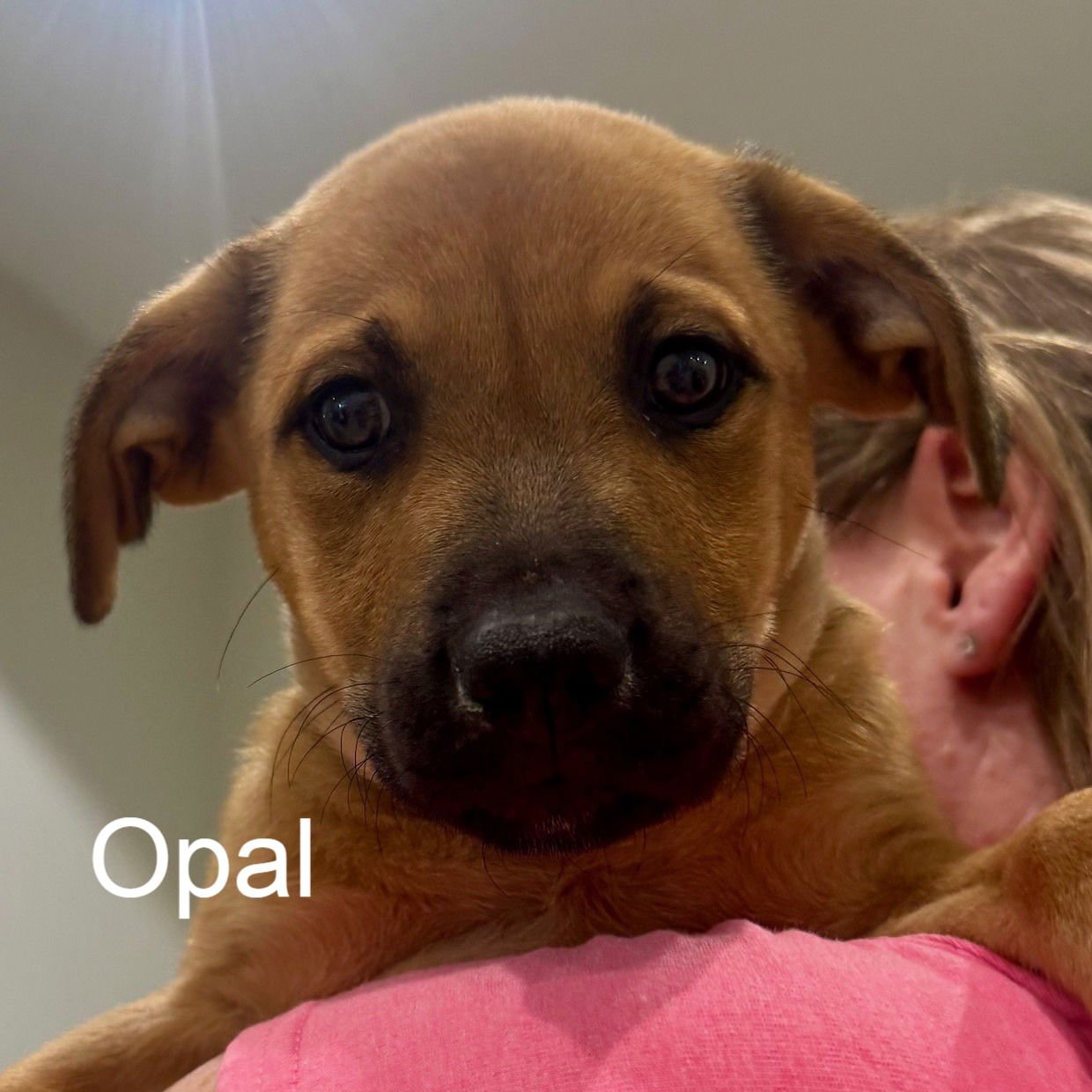 OPAL - Shepherd available for adoption
