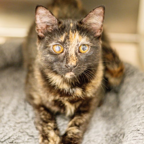 LITTLE MISS - Domestic Short Hair available for adoption