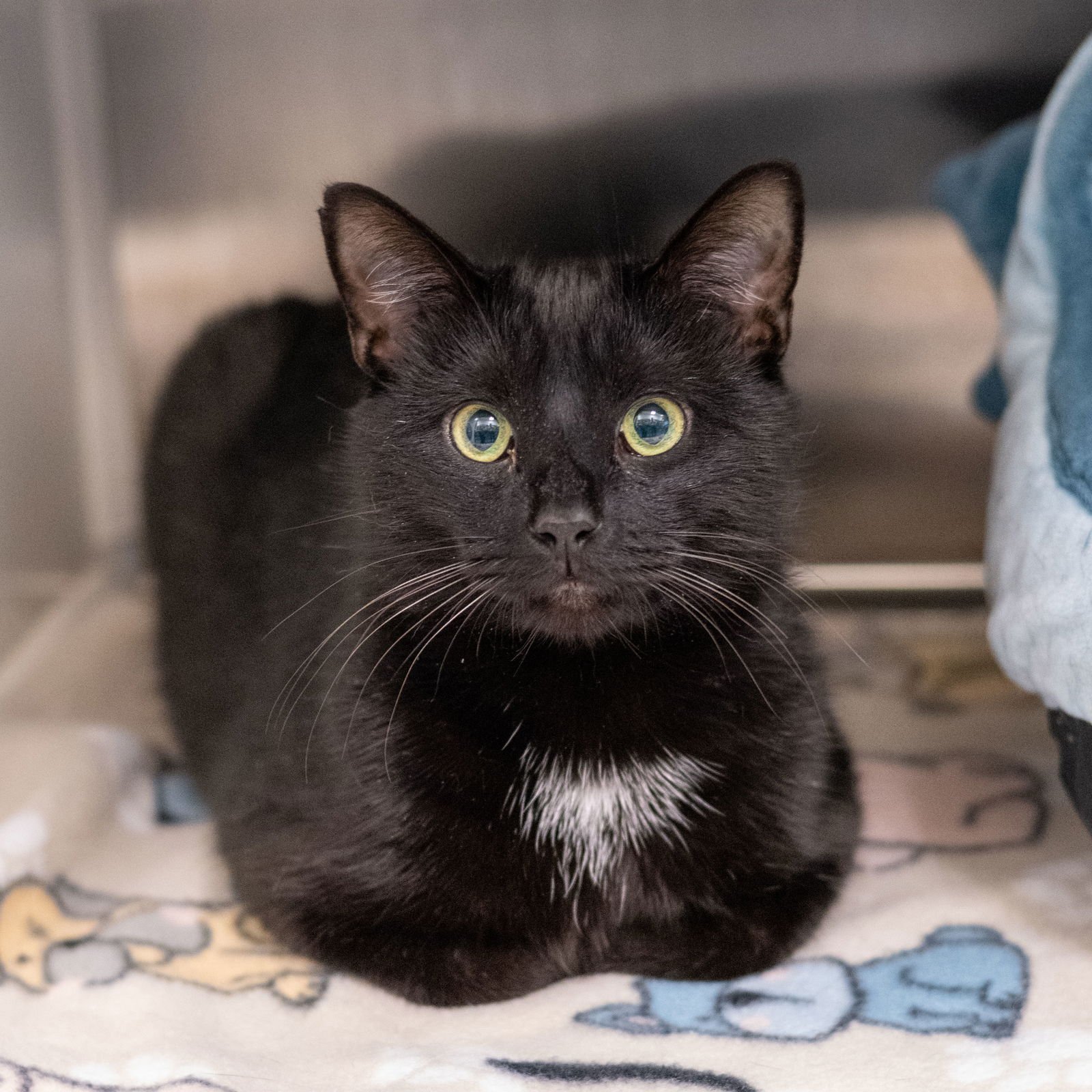 ATLAS - Domestic Short Hair available for adoption