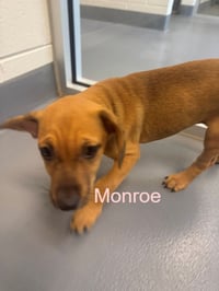 Monroe - Photo 1