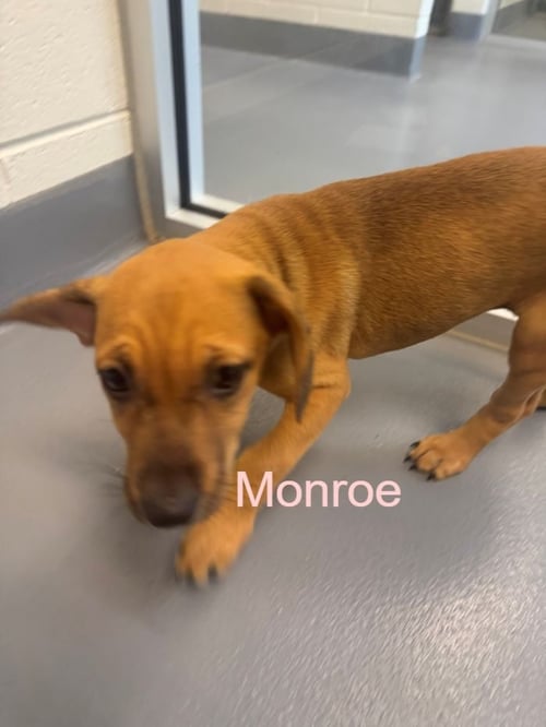 MONROE - Labrador Retriever available for adoption
