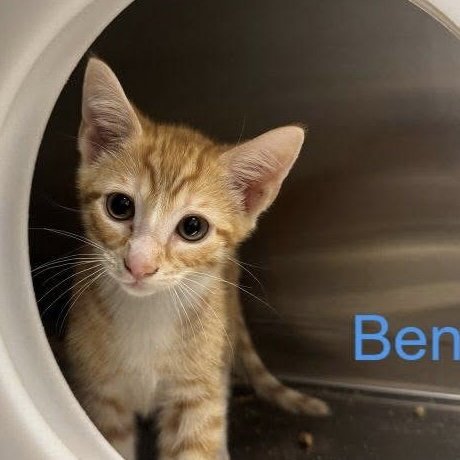 Ben Image
