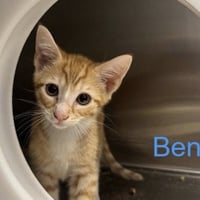 Ben - Photo 1