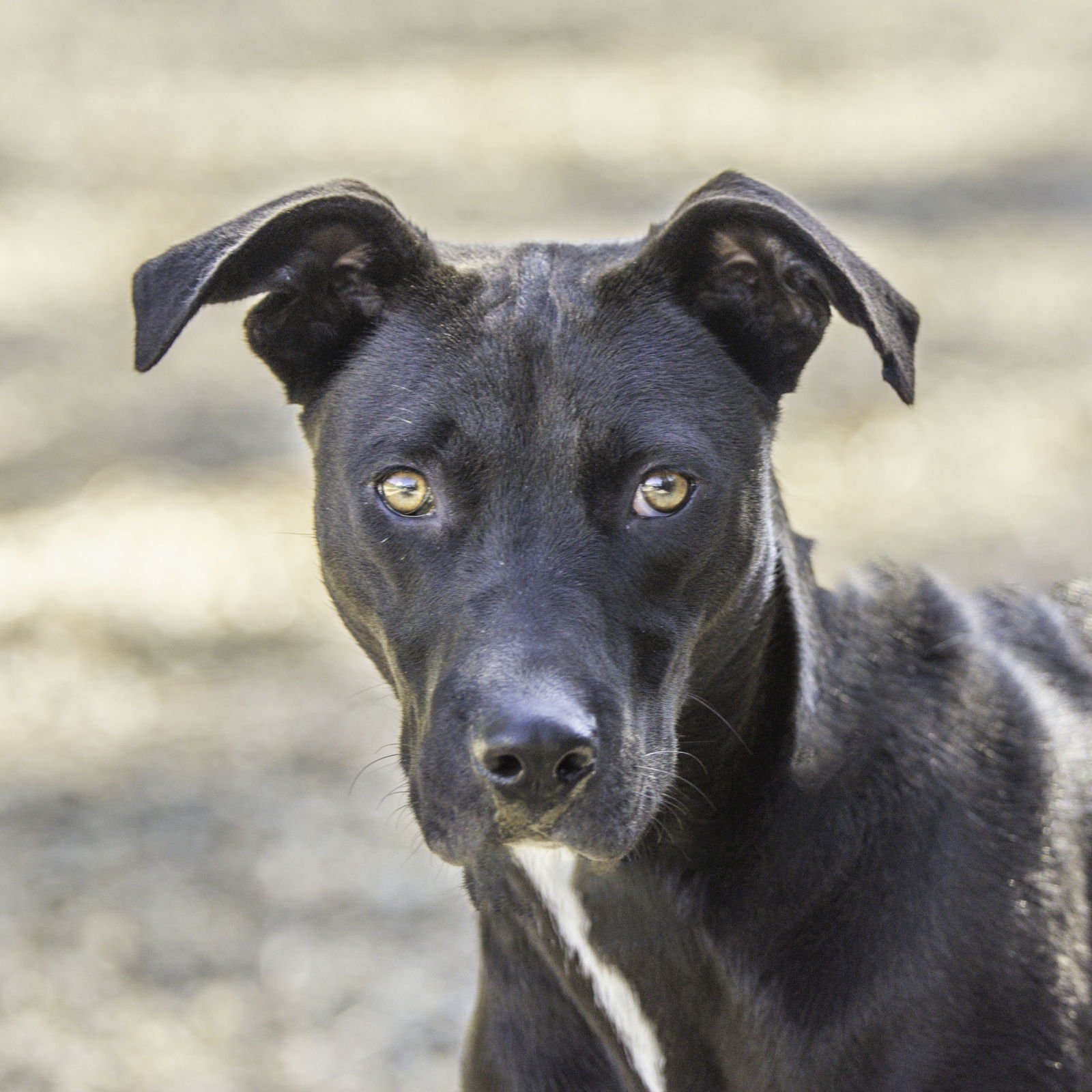 LEFOU - Terrier available for adoption