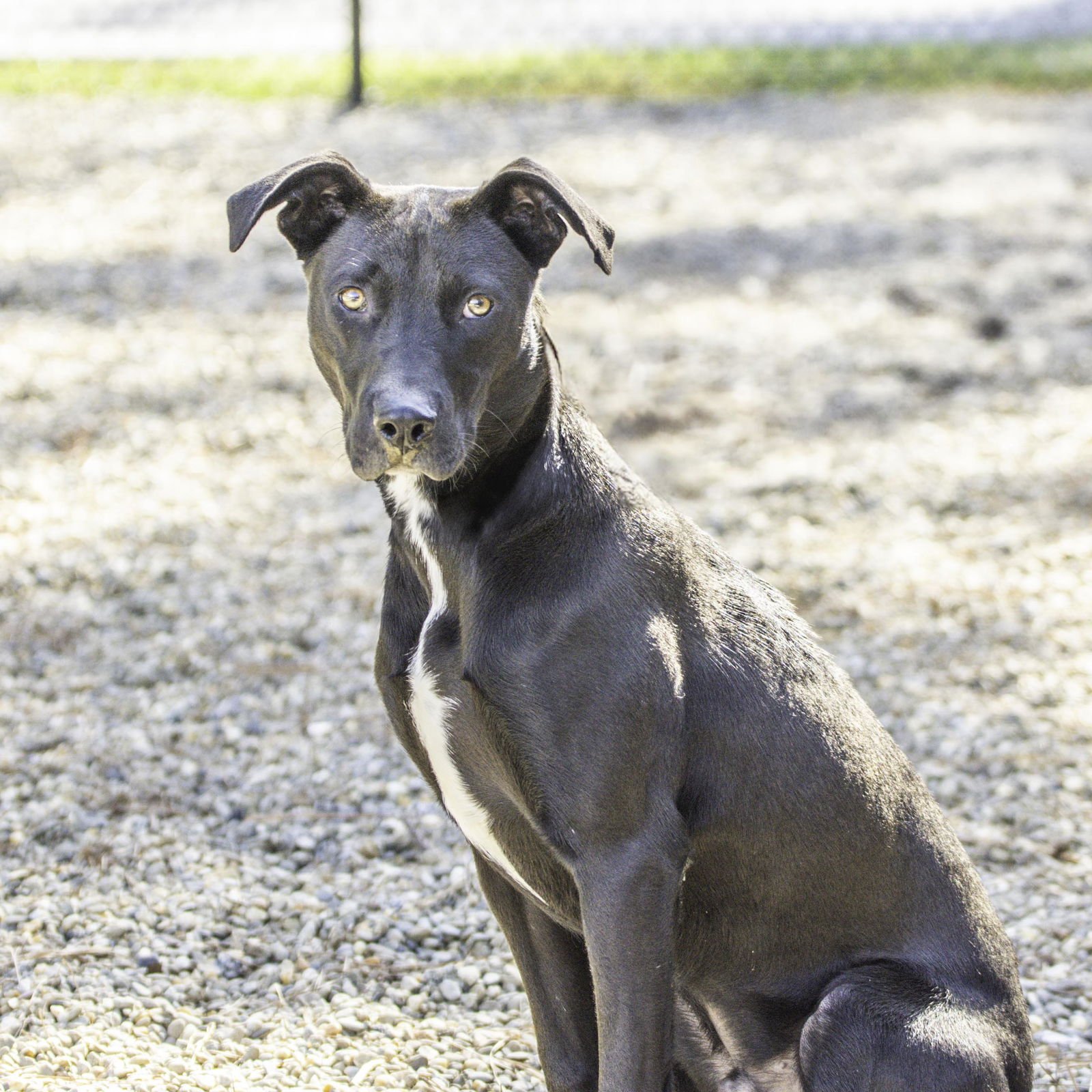 LEFOU - Terrier available for adoption