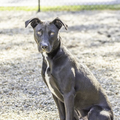 LEFOU - Terrier available for adoption