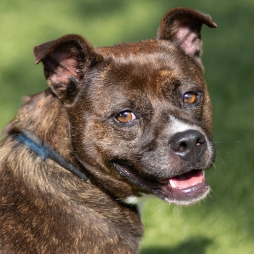 ROSIE - Terrier available for adoption