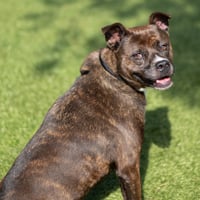 Rosie - Photo 4