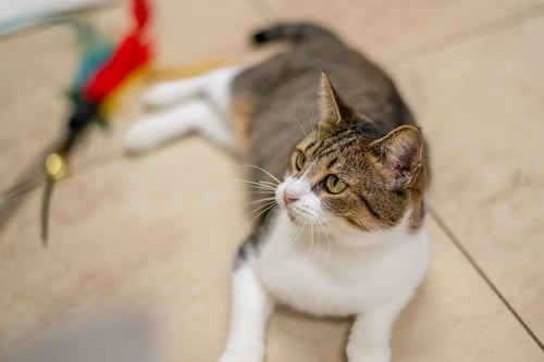 GERRY - Domestic Short Hair available for adoption