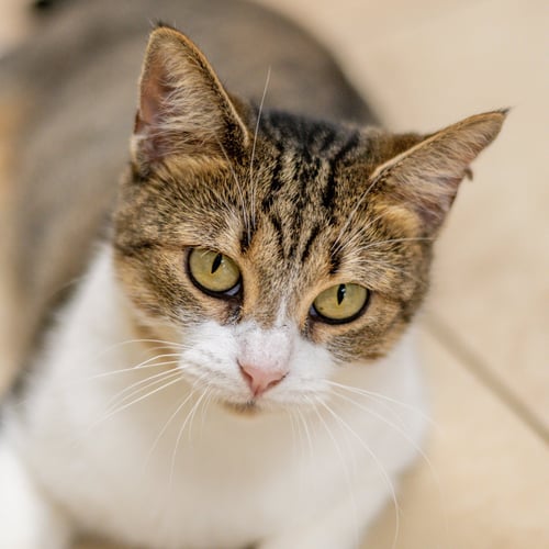 GERRY - Domestic Short Hair available for adoption