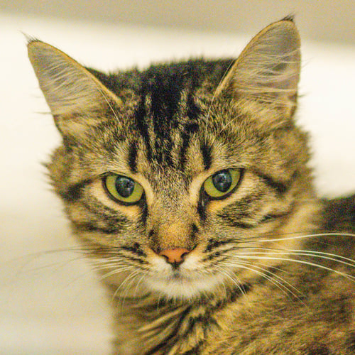 RAZZMATAZZ - Domestic Medium Hair for adoption in Savannah