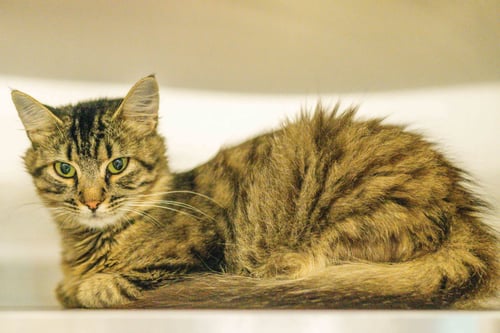 RAZZMATAZZ - Domestic Medium Hair available for adoption