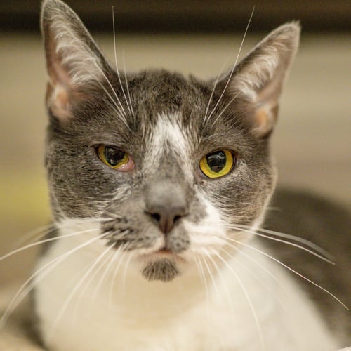 GEORGIE - Domestic Short Hair available for adoption