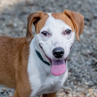 Jolene - Photo 4