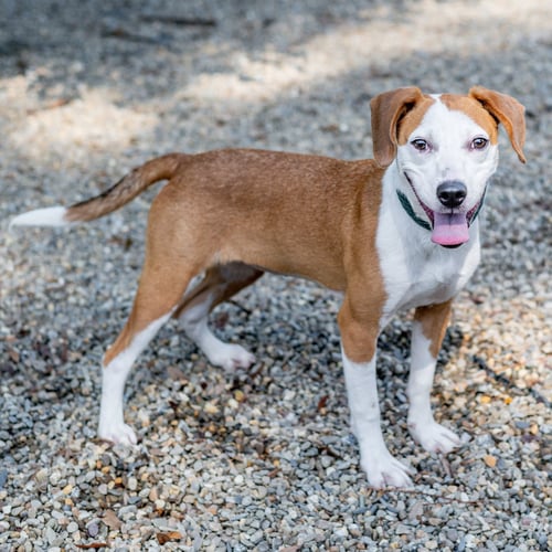JOLENE - Hound available for adoption