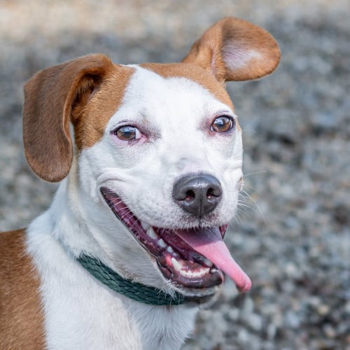 JOLENE - Hound available for adoption