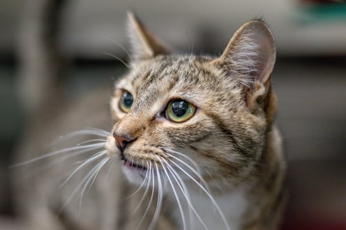 CECE - Domestic Short Hair available for adoption