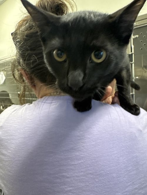 RUPERT - Domestic Short Hair for adoption in Savannah