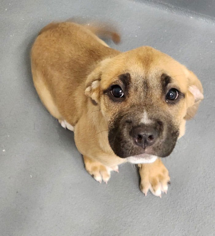 ZENA - Boxer available for adoption