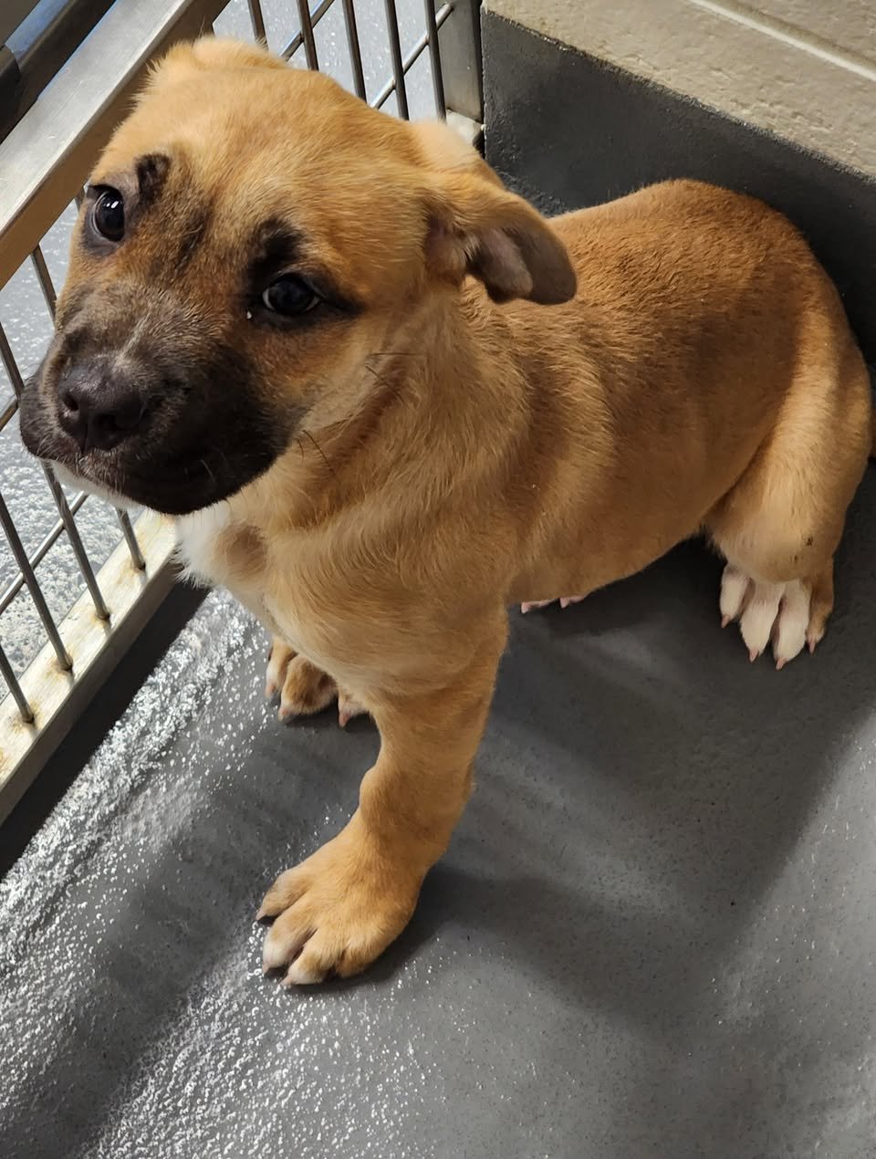 ZENA - Boxer available for adoption