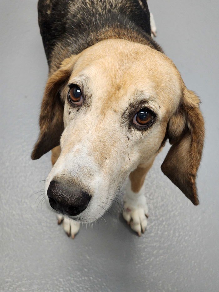 BEATRICE - Hound available for adoption