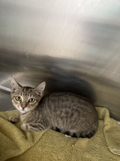 HOPPER - Domestic Short Hair available for adoption