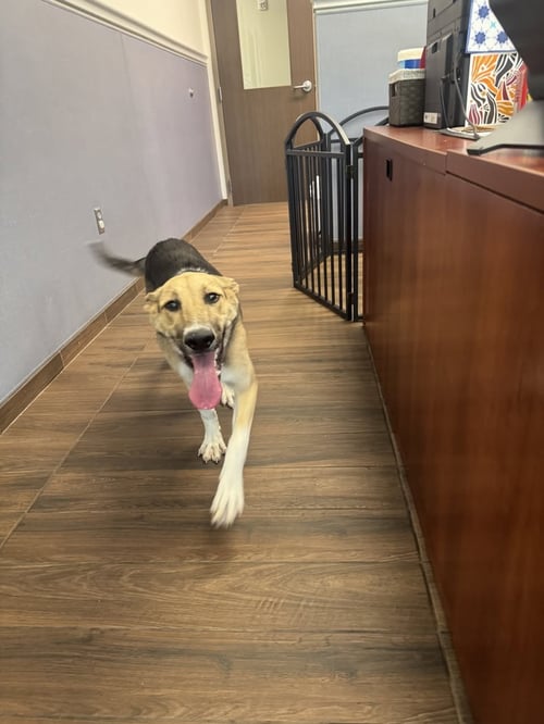 BIRTHDAY CAKE - German Shepherd Dog available for adoption