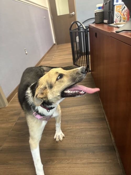 BIRTHDAY CAKE - German Shepherd Dog available for adoption
