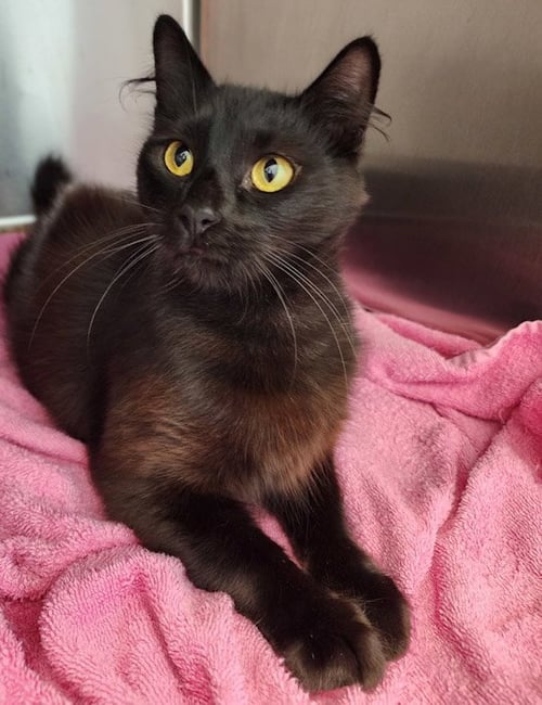 CINDY LOU WHO - Domestic Medium Hair available for adoption