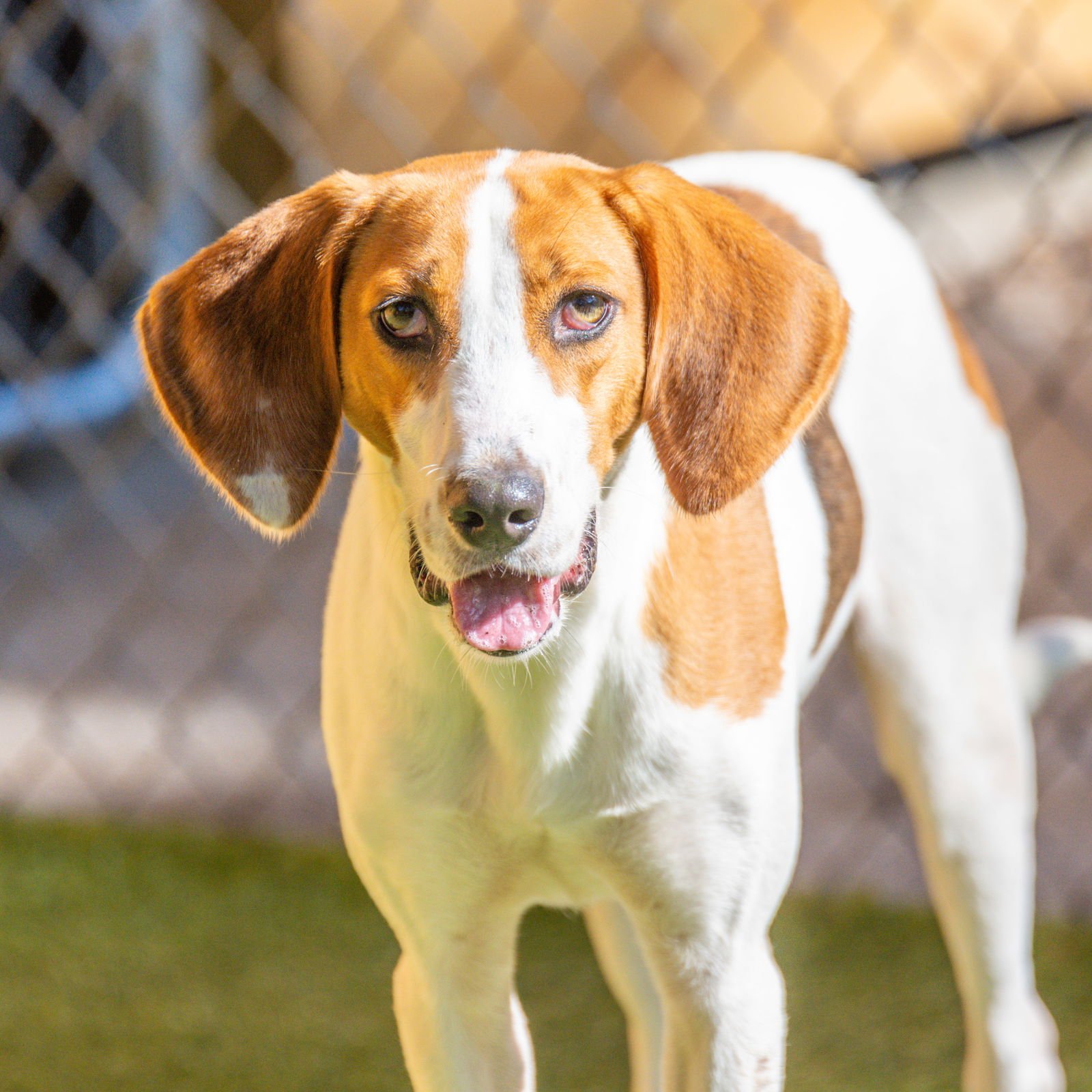 RANGER - Hound available for adoption